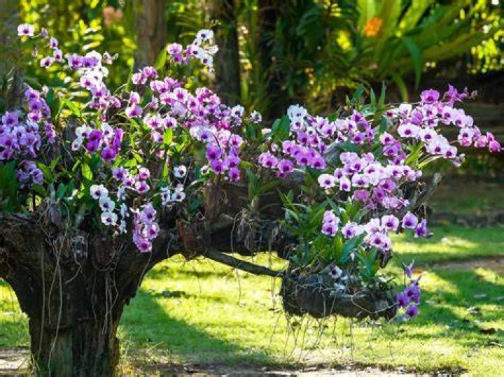 A Guide To Growing And Appreciating This Enchanting Orchid