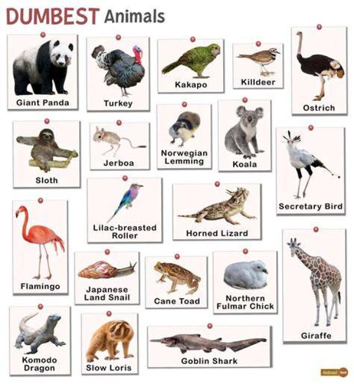 Dumbest Animal In The World