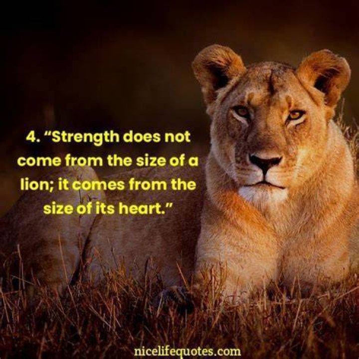 Quotes About A Lion