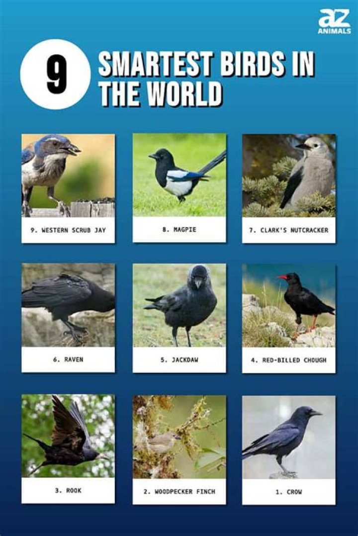 Smartest Bird