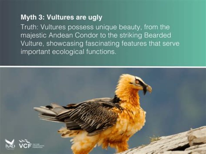 Uncovering Truths And Debunking Myths